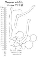 Plancia ëd Rhizomarasmius undatus (Berk.) R. H. Petersen 2000