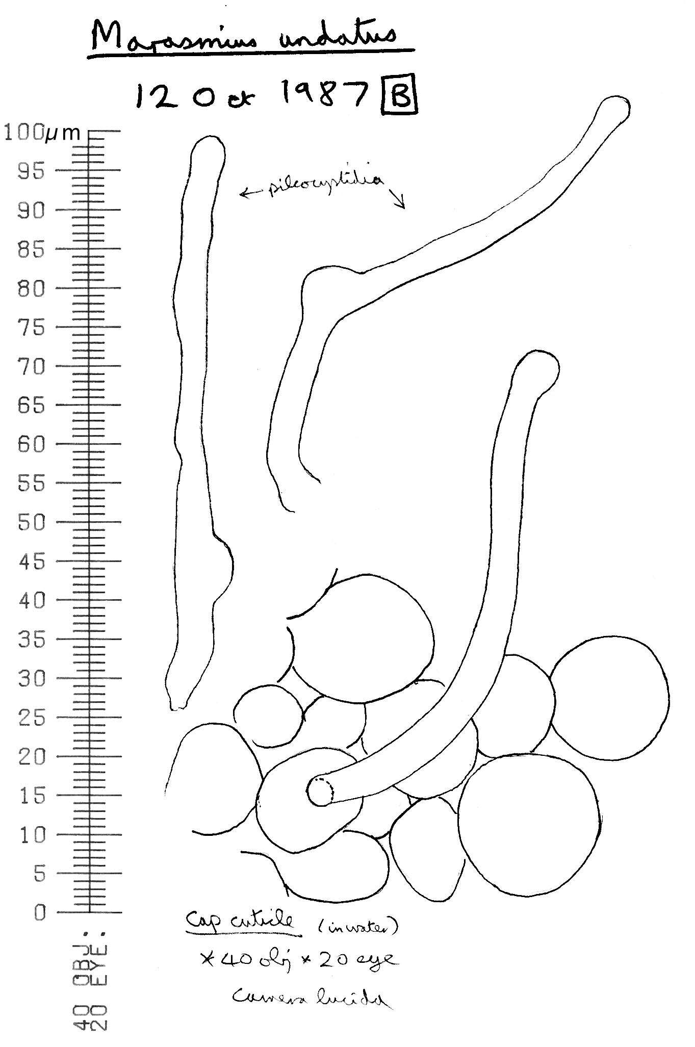 Plancia ëd Rhizomarasmius undatus (Berk.) R. H. Petersen 2000