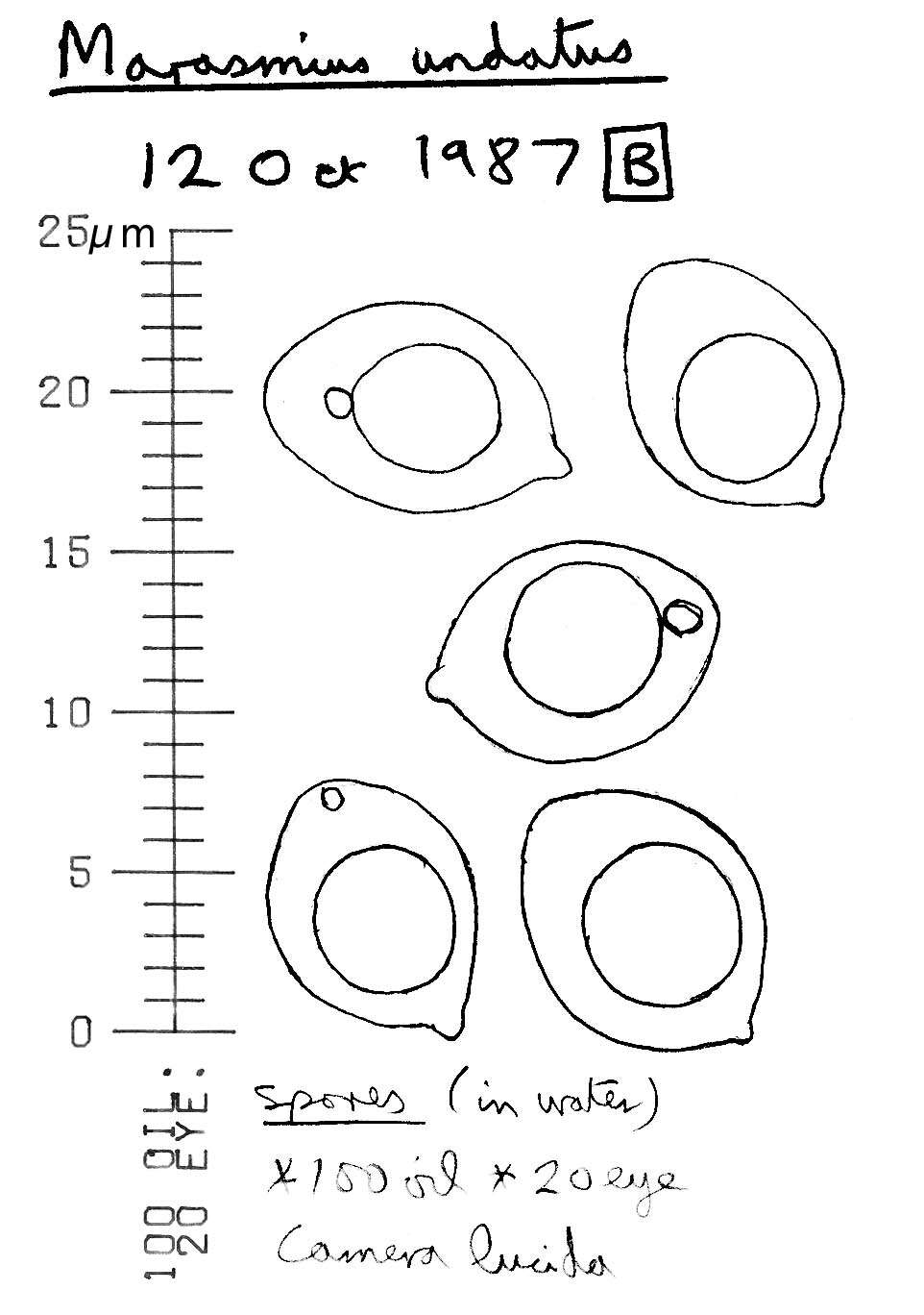 Plancia ëd Rhizomarasmius undatus (Berk.) R. H. Petersen 2000