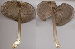 Image of Entoloma caesiocinctum (Kühner) Noordel. 1982