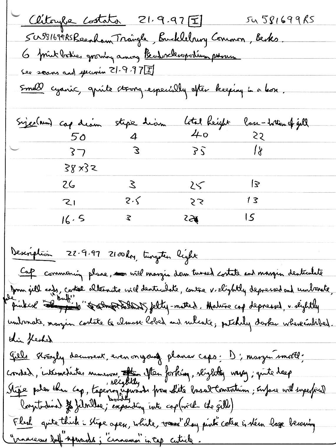 Image of Clitocybe costata Kühner & Romagn. 1954