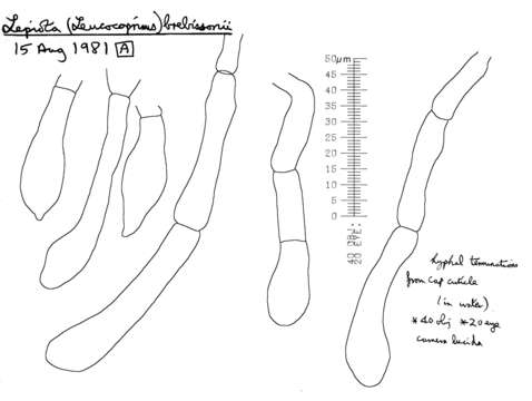 Image of Leucocoprinus brebissonii (Godey) Locq. 1943