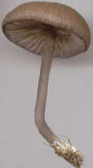 Image of Entoloma caesiocinctum (Kühner) Noordel. 1982