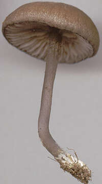 Image of Entoloma caesiocinctum (Kühner) Noordel. 1982