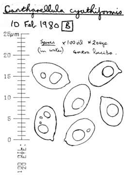 Image of Pseudoclitocybe cyathiformis (Bull.) Singer 1956