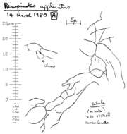 Image of Resupinatus applicatus (Batsch) Gray 1821