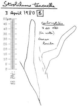 Image of Strobilurus tenacellus (Pers.) Singer 1962