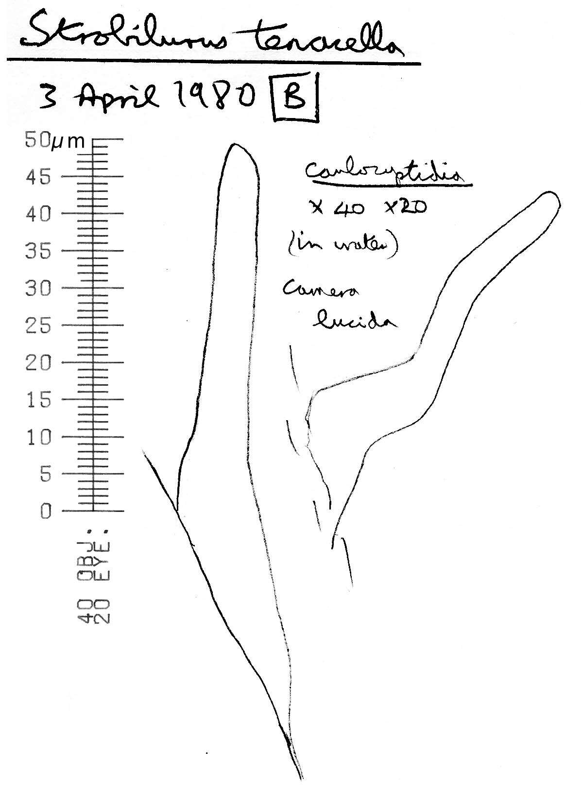 Image of Strobilurus tenacellus (Pers.) Singer 1962