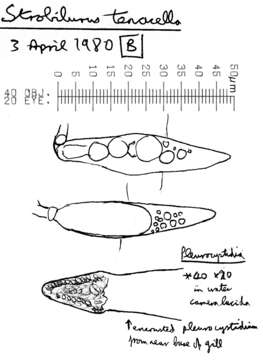 Image of Strobilurus tenacellus (Pers.) Singer 1962