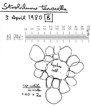 Image of Strobilurus tenacellus (Pers.) Singer 1962