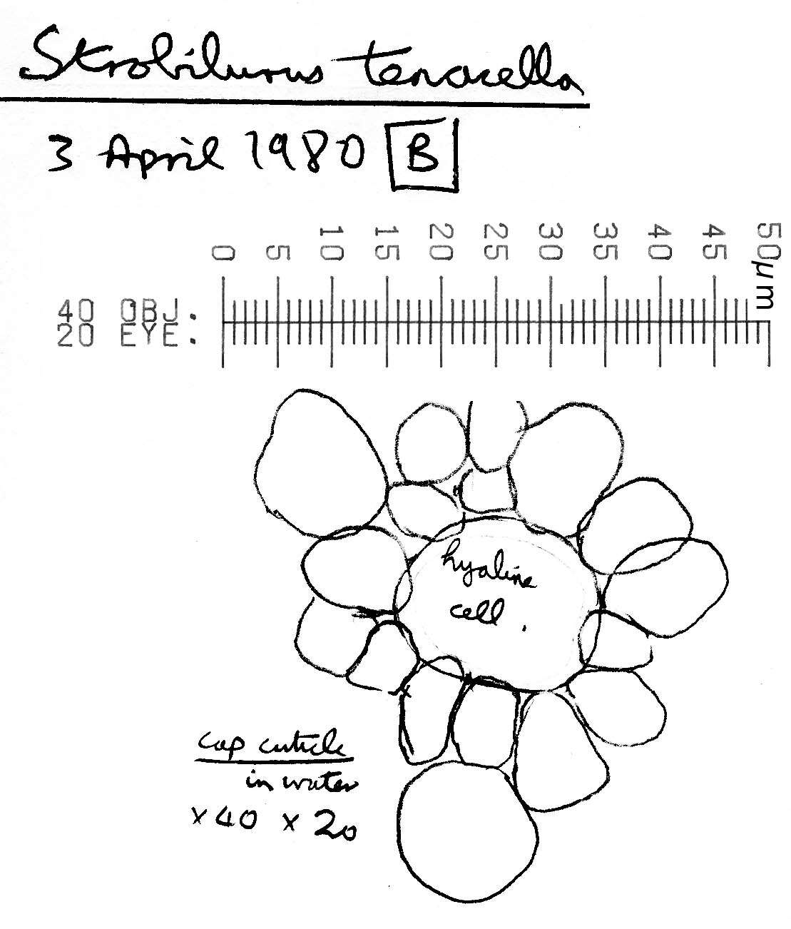 Image of Strobilurus tenacellus (Pers.) Singer 1962