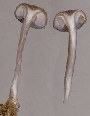 Image of Entoloma caesiocinctum (Kühner) Noordel. 1982