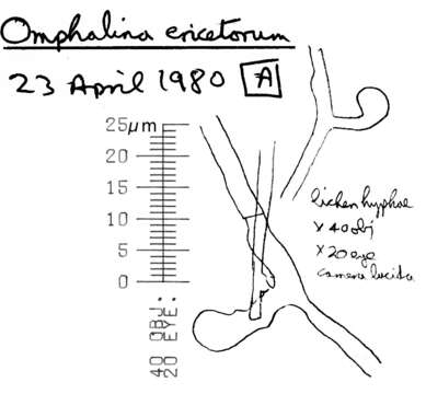 صورة Lichenomphalia umbellifera (L.) Redhead, Lutzoni, Moncalvo & Vilgalys 2002