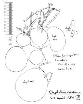 Image of Lichenomphalia umbellifera (L.) Redhead, Lutzoni, Moncalvo & Vilgalys 2002