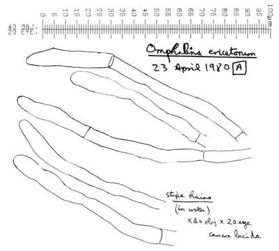 Image of Lichenomphalia umbellifera (L.) Redhead, Lutzoni, Moncalvo & Vilgalys 2002