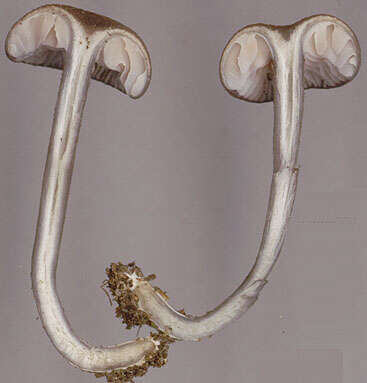 Image of Entoloma caesiocinctum (Kühner) Noordel. 1982