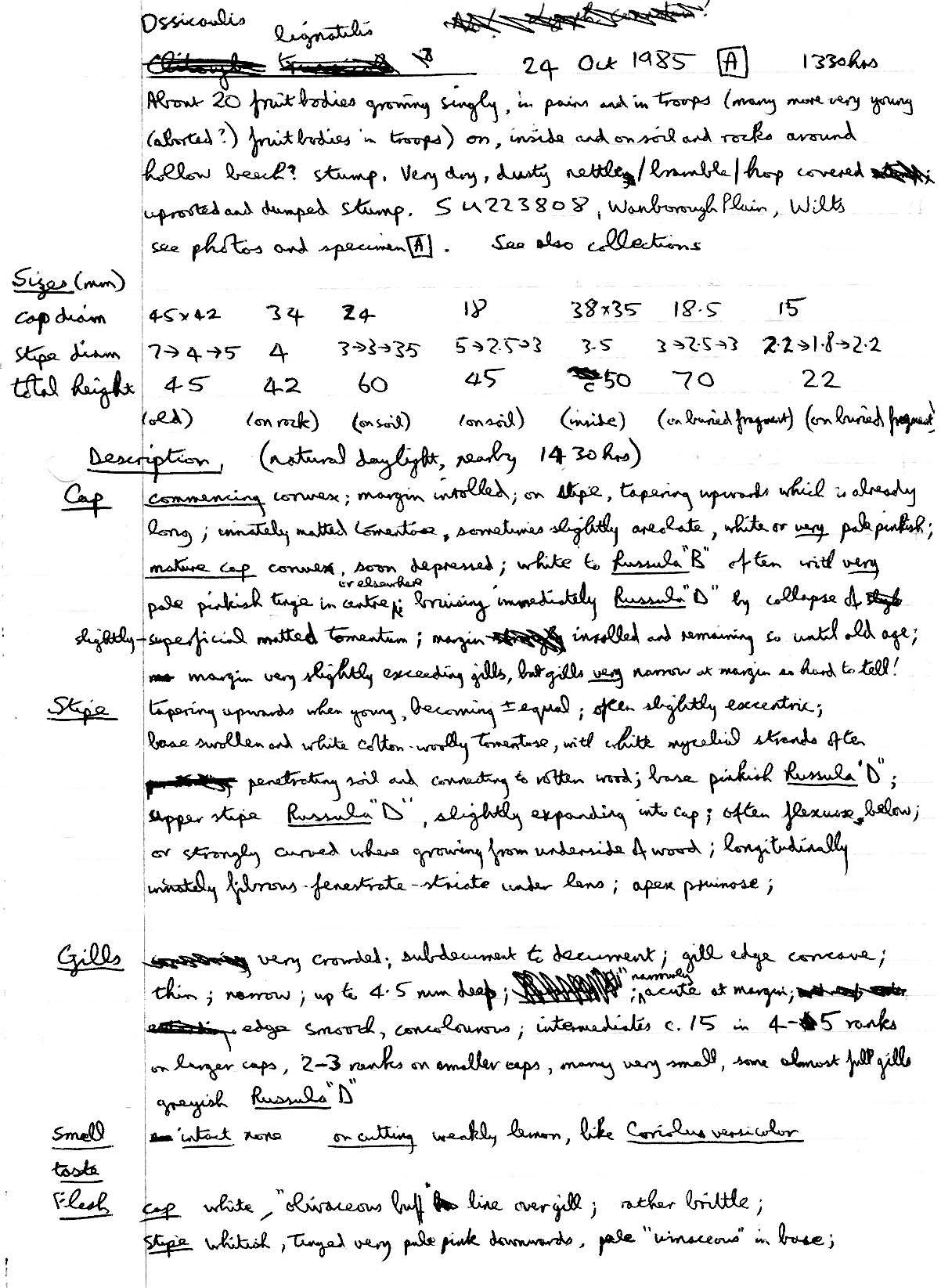 Image of Ossicaulis lignatilis (Pers.) Redhead & Ginns 1985