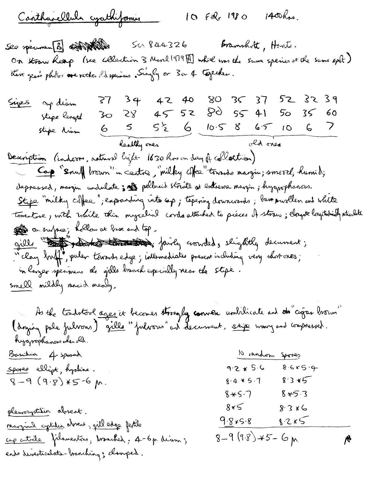 Image of Pseudoclitocybe cyathiformis (Bull.) Singer 1956