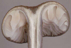 Image of Entoloma caesiocinctum (Kühner) Noordel. 1982