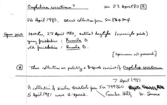 Image of Lichenomphalia umbellifera (L.) Redhead, Lutzoni, Moncalvo & Vilgalys 2002