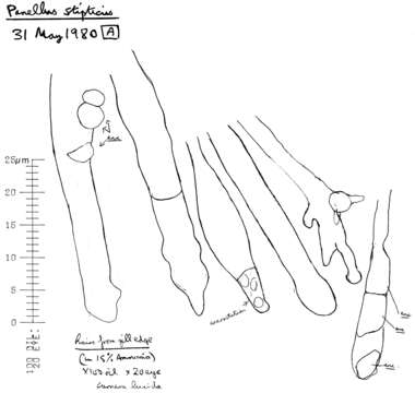 Image of Panellus stipticus (Bull.) P. Karst. 1879