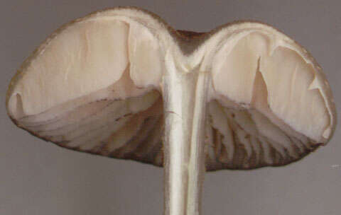 Image of Entoloma caesiocinctum (Kühner) Noordel. 1982