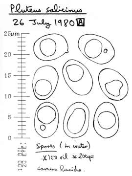 Pluteus salicinus (Pers.) P. Kumm. 1871 resmi