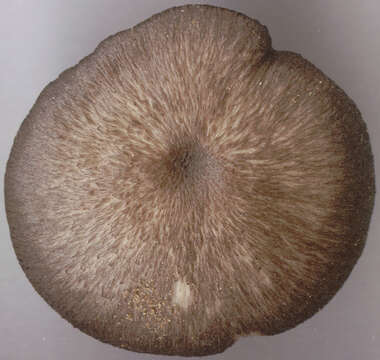 Image of Entoloma caesiocinctum (Kühner) Noordel. 1982