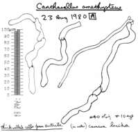 Слика од Cantharellus amethysteus (Quél.) Sacc. 1887