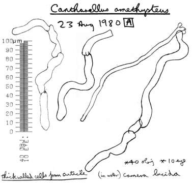 Слика од Cantharellus amethysteus (Quél.) Sacc. 1887