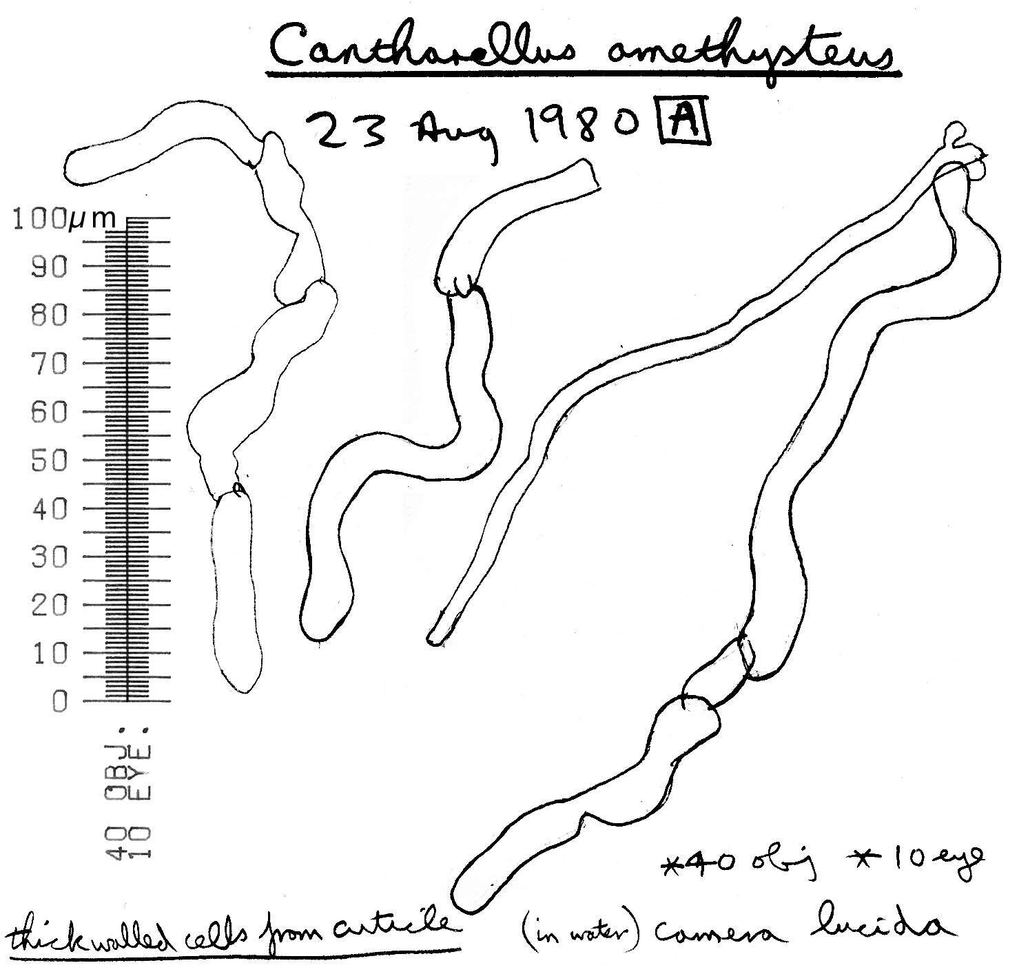 Image of Cantharellus amethysteus (Quél.) Sacc. 1887