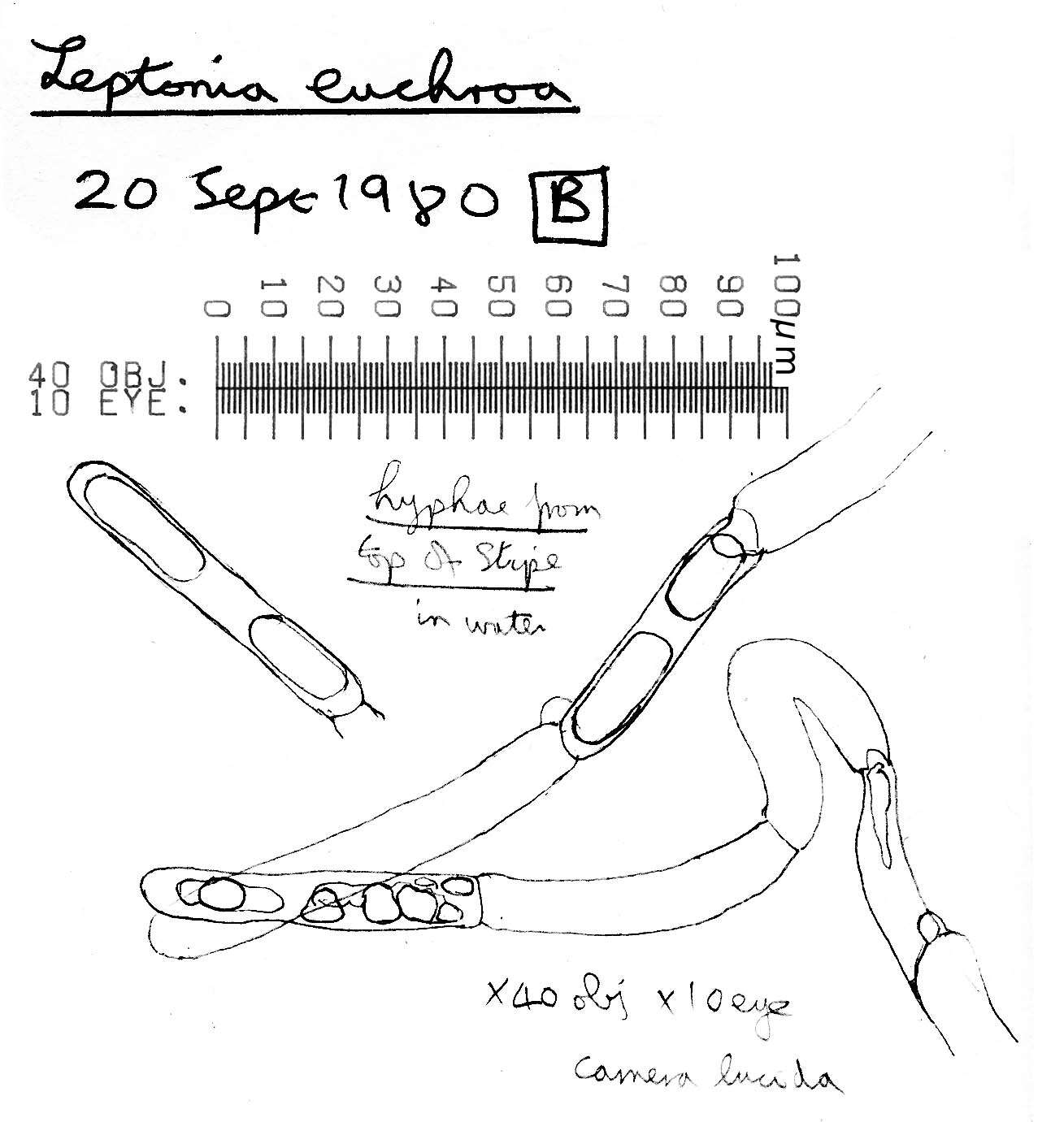 صورة Entoloma euchroum (Pers.) Donk 1949