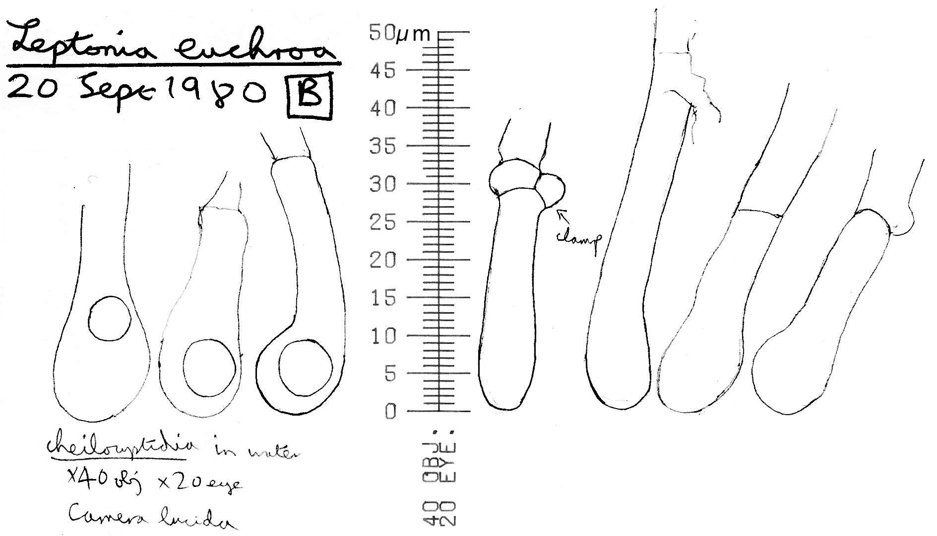 صورة Entoloma euchroum (Pers.) Donk 1949