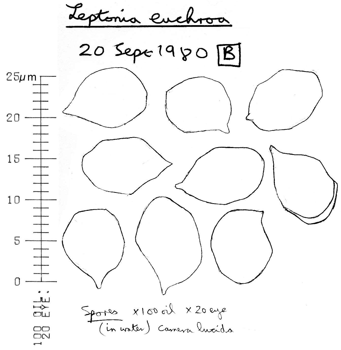 صورة Entoloma euchroum (Pers.) Donk 1949