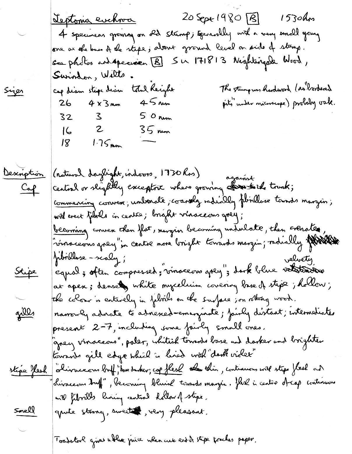 صورة Entoloma euchroum (Pers.) Donk 1949