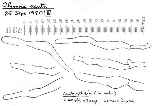 Image of Clavaria acuta Sowerby 1803