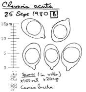 Image of Clavaria acuta Sowerby 1803