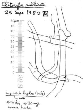 Image of Clitocybe subspadicea (J. E. Lange) Bon & Chevassut 1973