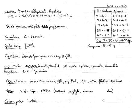 صورة Clitocybe subspadicea (J. E. Lange) Bon & Chevassut 1973