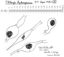 Image of Clitocybe phaeophthalma (Pers.) Kuyper 1981