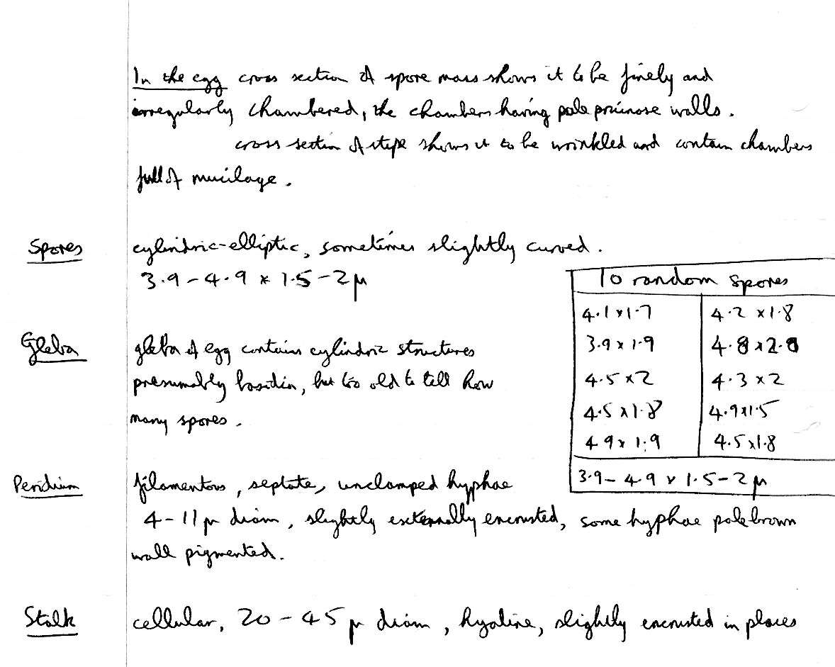 Image of Mutinus caninus (Huds.) Fr. 1849