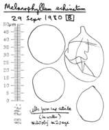 Image of Melanophyllum haematospermum (Bull.) Kreisel 1984