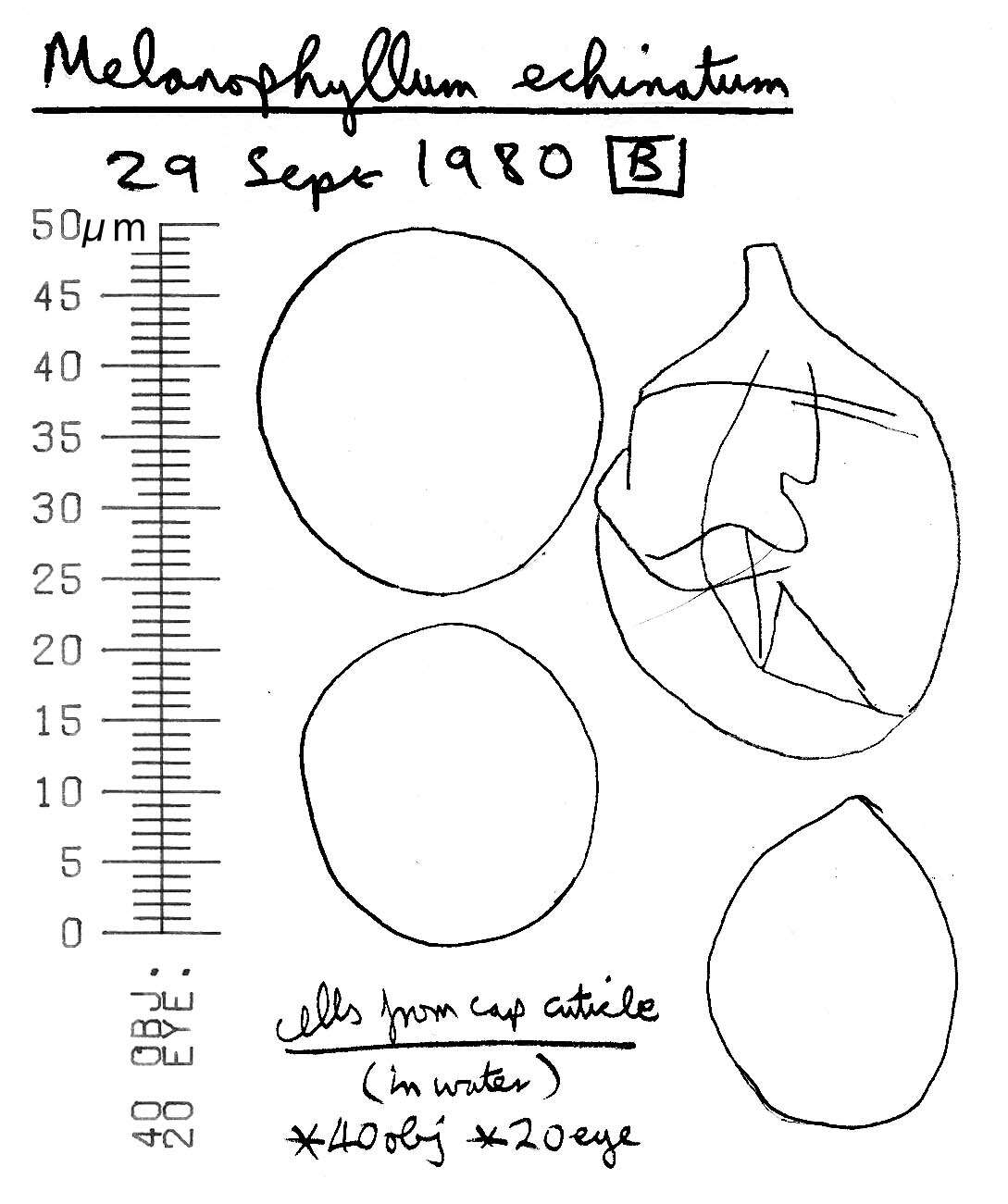 Image of Melanophyllum haematospermum (Bull.) Kreisel 1984