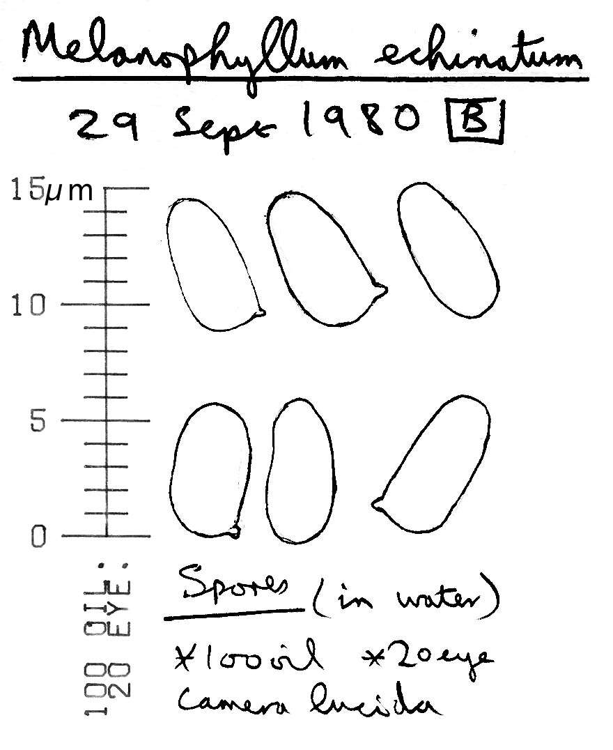 Image of Melanophyllum haematospermum (Bull.) Kreisel 1984