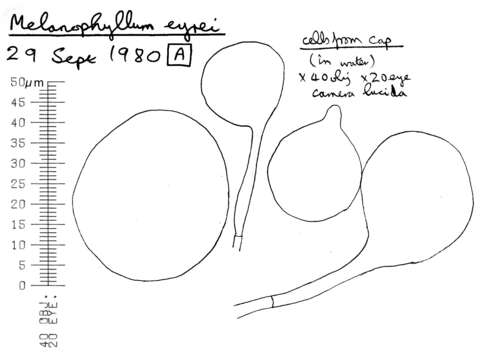 Image of Melanophyllum eyrei (Massee) Singer 1951