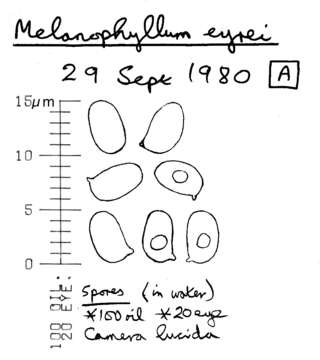 Image of Melanophyllum eyrei (Massee) Singer 1951