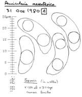 Image of Auricularia mesenterica (Dicks.) Pers. 1822