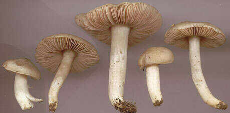 Image of Entoloma prunuloides (Fr.) Quél. 1872