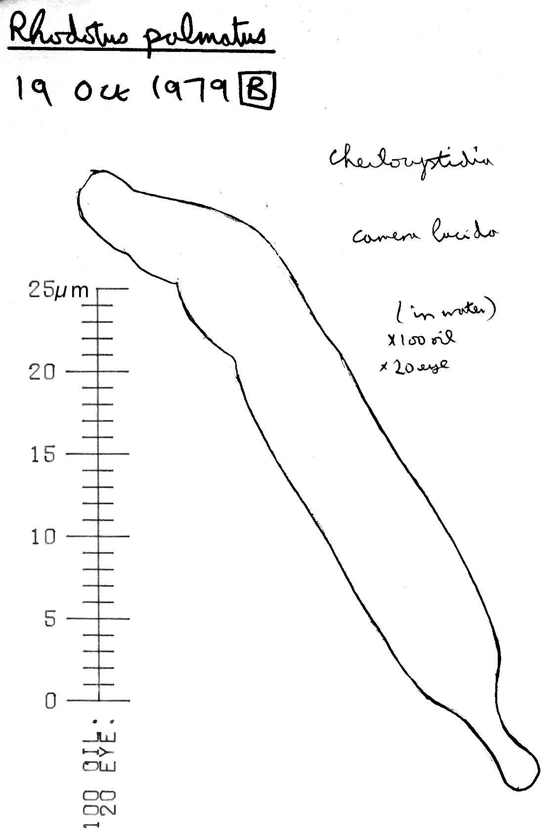 Rhodotus resmi