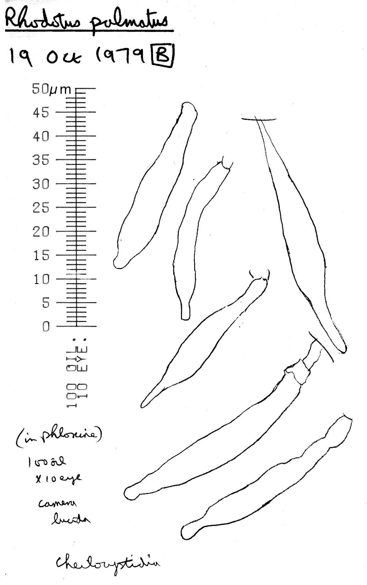 Rhodotus resmi